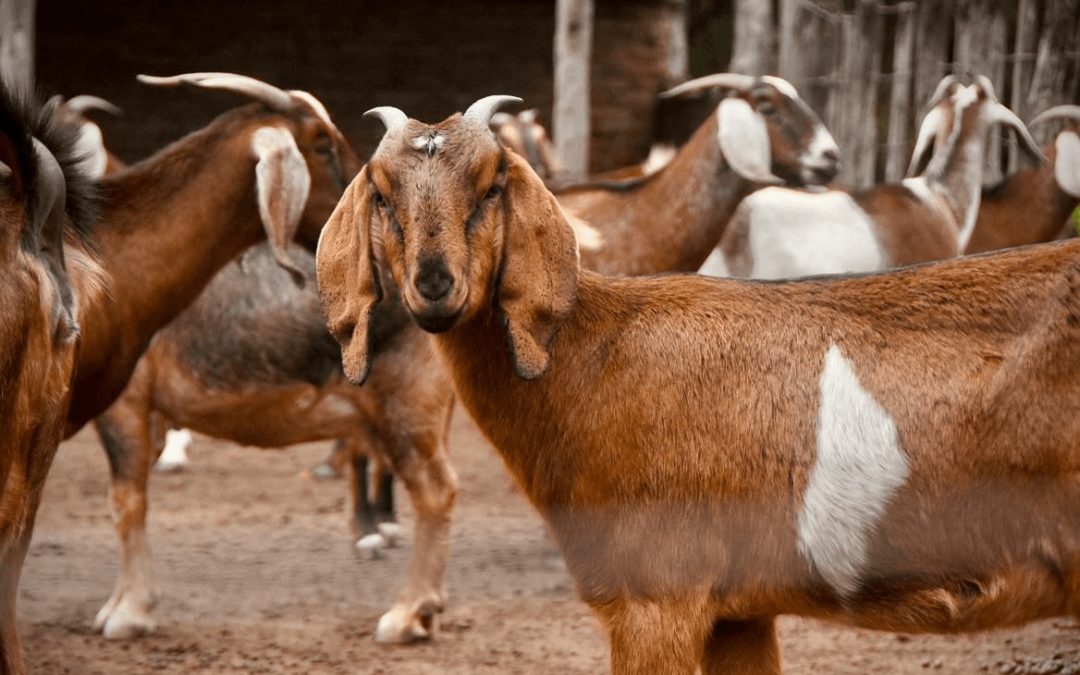 Hito exportador en Chaco: la carne de chivos y cabras de El Impenetrable comienza a viajar al exterior