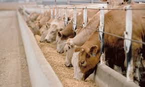 La hacienda encerrada en feedlots alcanzó un volumen histórico: ¿se viene un aluvión de oferta?
