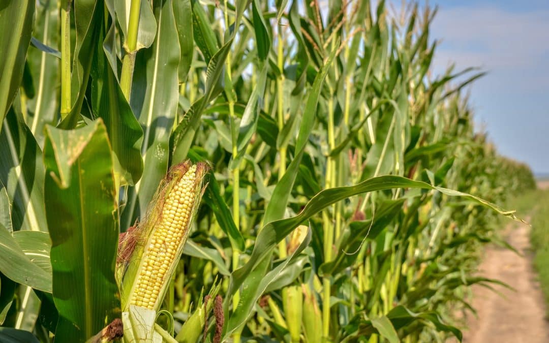 “El más competitivo del mundo”: un cultivo argentino copa los mercados globales y le gana la pulseada a los gigantes