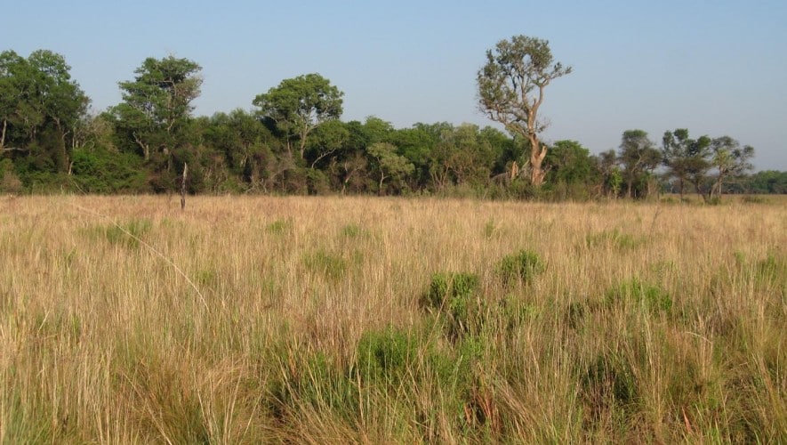 Mercados de carbono: el “rincón” de Corrientes donde los pastizales lograron una certificación inédita