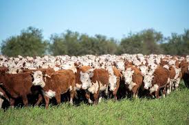 La carne certificada Hereford florece en los Caldenes, con trazabilidad desde el potrero hasta la mesa