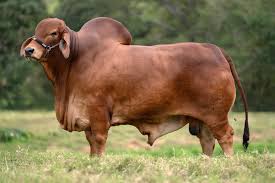 El boom ganadero está firme en la genética: pagan $ 40 millones por el 50% de un toro Brahman