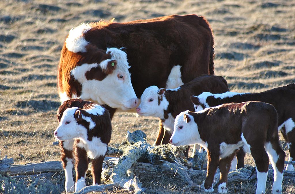 Optimismo ganadero: sigue cayendo la faena de hembras y crecen las señales de retención en los campos