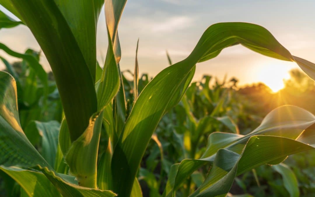 NUEVA OPORTUNIDAD PARA EL MAÍZ: CUANDO EL CLIMA Y LA GENÉTICA JUEGAN A FAVOR