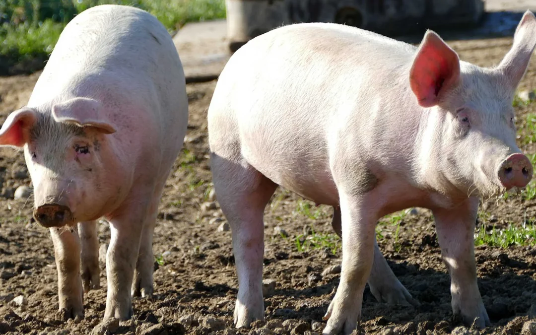 Mejora la rentabilidad: además de la faena y el consumo récord, el cerdo suma buenas noticias en las granjas