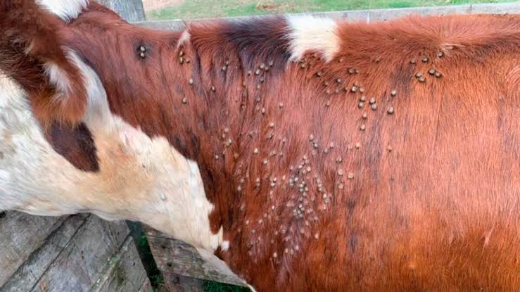 El Senasa le planta batalla a la garrapata bovina: estrategias por zonas y más herramientas de control
