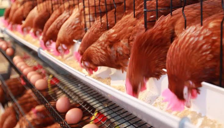 El consumo de pollo superó por primera vez al de carne vacuna y va por el mercado chino