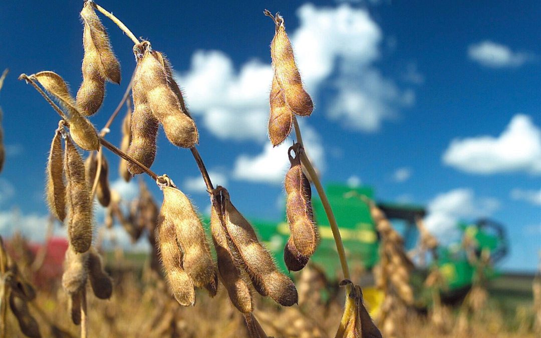 La soja dejó su marca: con techos de 5.900 kg/ha en zona núcleo, ¿cuáles fueron loscultivares más rendidores?
