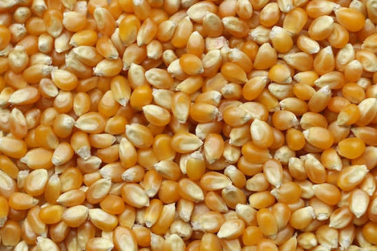 El maíz explota en los puertos: un frenético ritmo de exportaciones marca un nuevo récord para el cereal