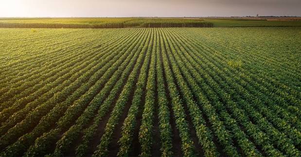 La confianza del agro sigue en niveles elevados: al optimismo ganadero se sumó una mejora en la lechería