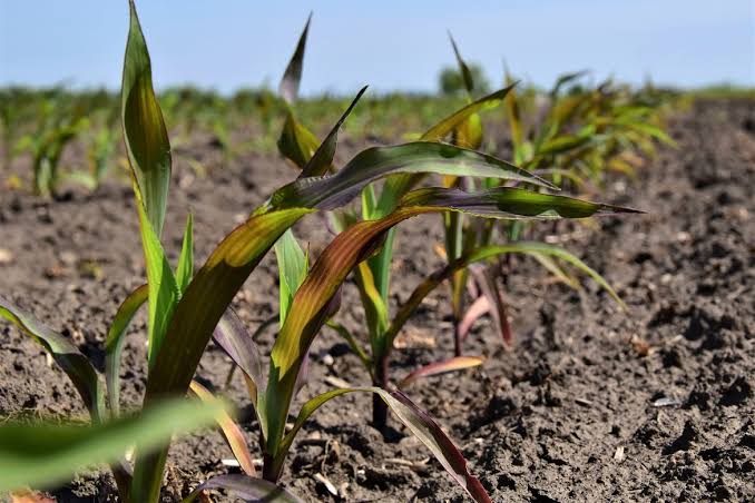 El déficit nutricional de los suelos, una preocupación que crece: boro y magnesio se suman al listado
