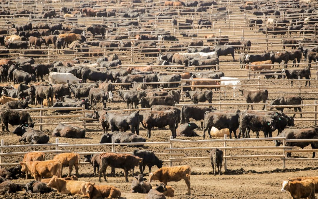 De la agricultura a corrales con 100.000 animales: el modelo que alimenta al feedlot más grande de Argentina