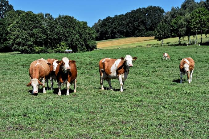 Hacen ganadería regenerativa y fueron los primeros de Sudamérica en cobrar bonos de carbono
