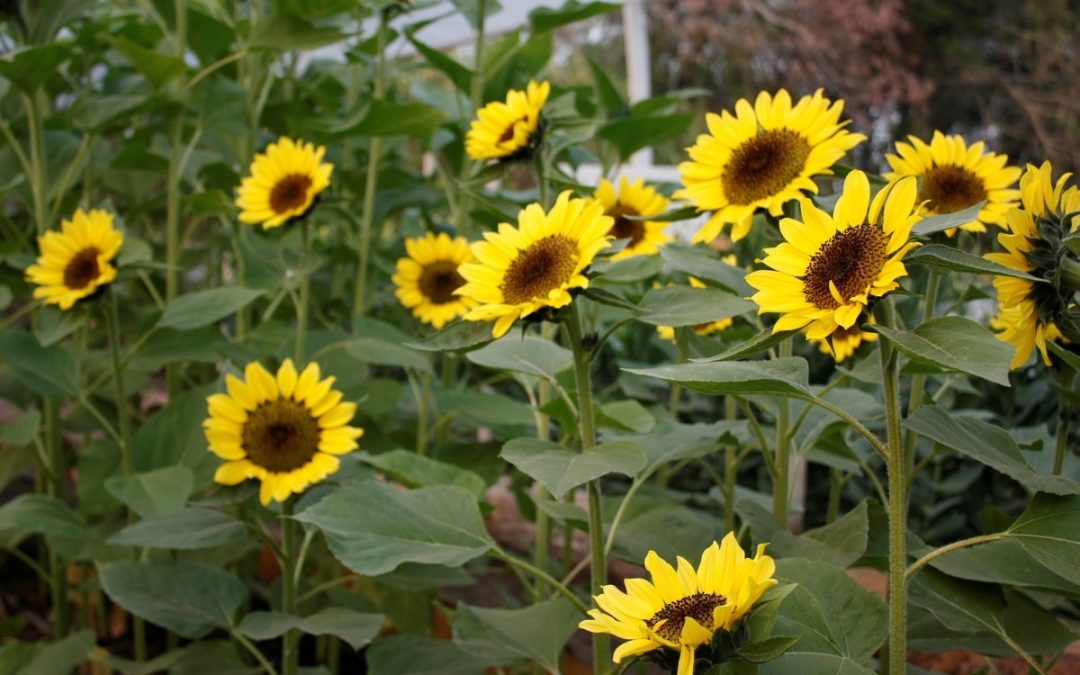 El girasol tiene aura: claves para aprovechar otra campaña con todos los vientos a favor