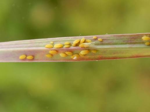 La genética le gana al pulgón amarillo y abre una nueva etapa del sorgo en Argentina