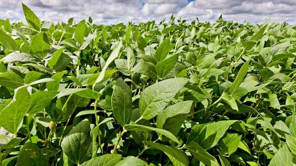 La comercialización de soja continúa retrasada y más de la mitad de la cosecha se encuentra en poder de los productores