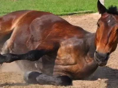 Encefalomielitis equina: Senasa reforzó sus recomendaciones ante el inicio de la primavera y el calor