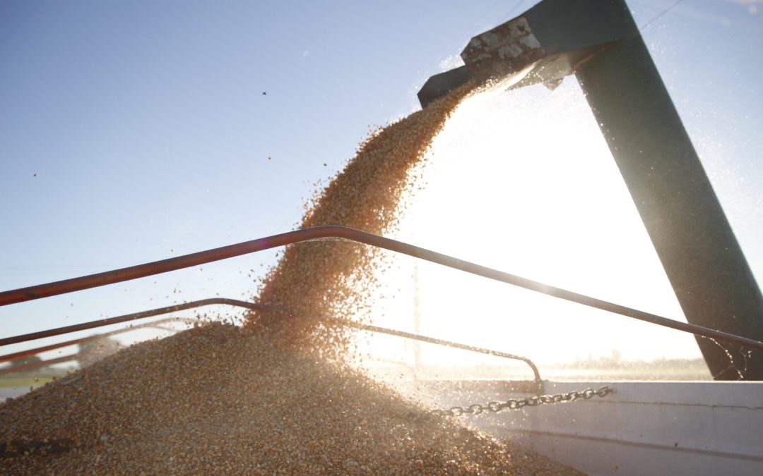 La paradoja del “otro agro”: pese a la baja competitividad, crecen las exportaciones de las economías regionales