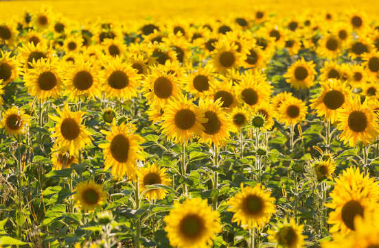 El girasol pelea “dólar a dólar” con el trigo y se consolida como el “quinto grande” de las agroexportaciones