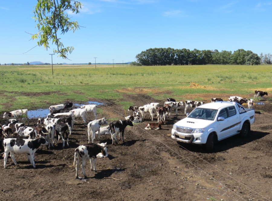 Empuje del agro: en un mercado automotor “muy selectivo”, las pick-ups están al frente de las ventas