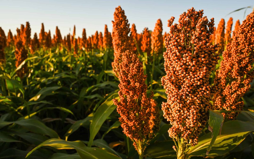 Hasta 15.000 kilos por hectárea: un ajuste de manejo en el sorgo, para conducirlo a más rendimiento