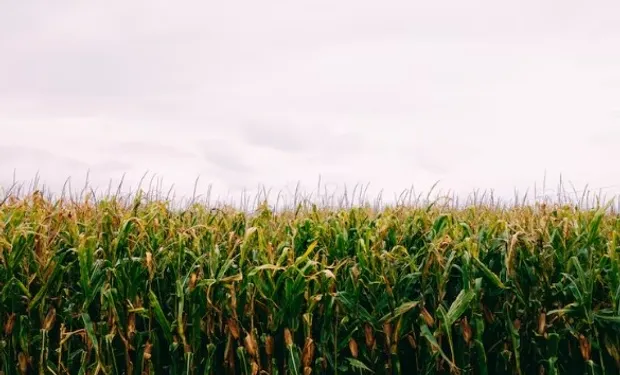 Estiman que, sin retenciones, el agro podría generar 850.000 puestos y reducir el desempleo a la mitad