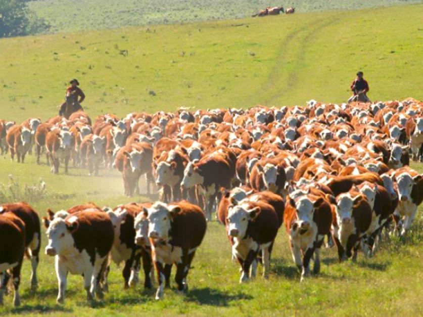 Ganadería a dos velocidades: menos stocks en campos chicos y más en las grandes empresas