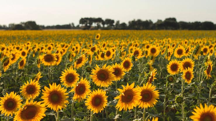El retorno del girasol: el desafío de actualizar la información tras 20 años de un cultivo “olvidado”