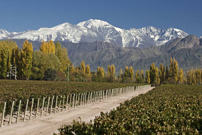 La convivencia entre vino y cobre: el desafío productivo que enfrenta San Juan en medio del boom minero
