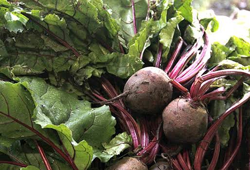 Buena calidad nutricional y menor costo: la remolacha forrajera se potencia como alternativa al maíz