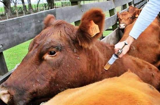 Trazabilidad bovina: habilitan a entes sanitarios y fundaciones a distribuir y comercializar los “chips”